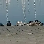 Havenzicht