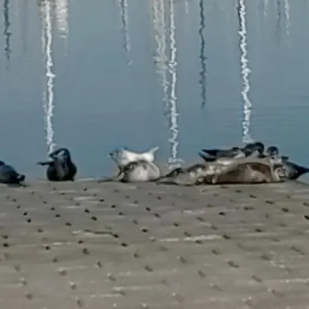 Havenzicht