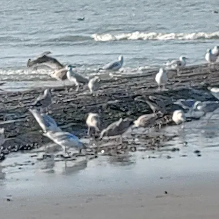 Apartament Havenzicht *